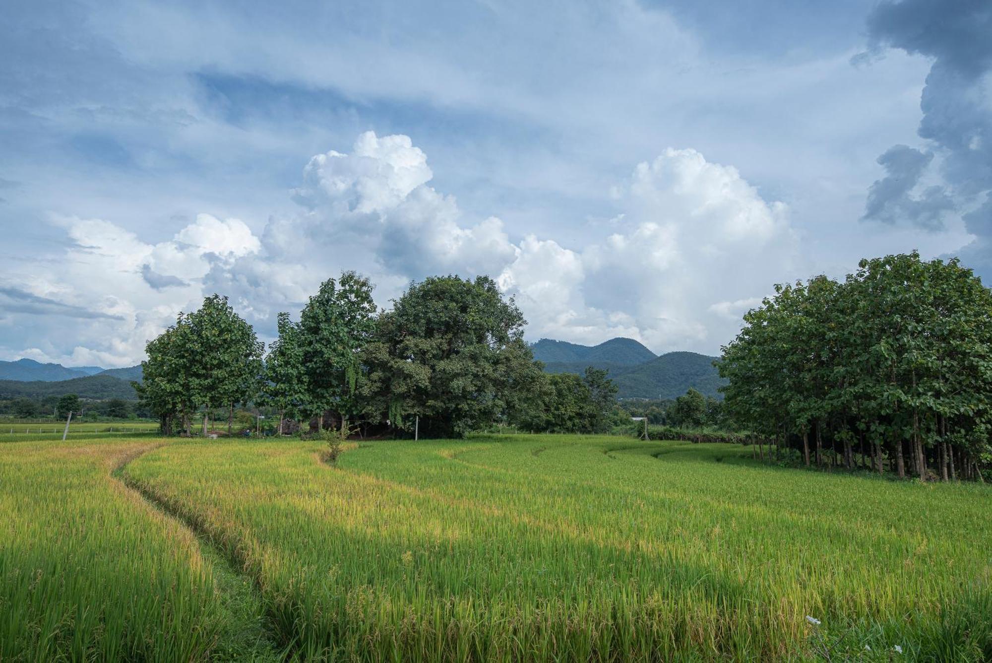 Paddy Fields Haven - Natures Nest Pai Exterior photo
